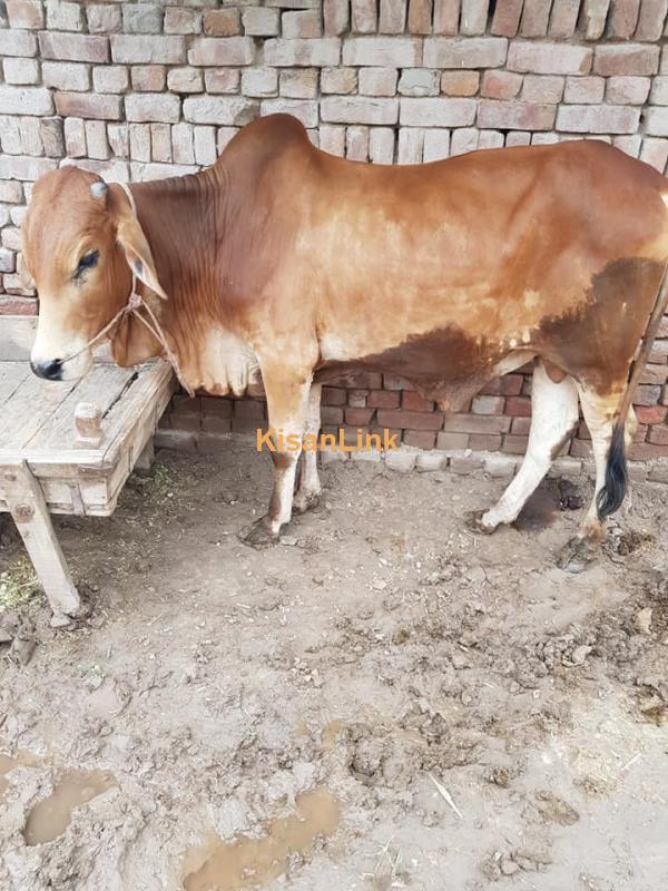 Qurbani Special - Animals for Qurbani in Pakistan - Kisanlink