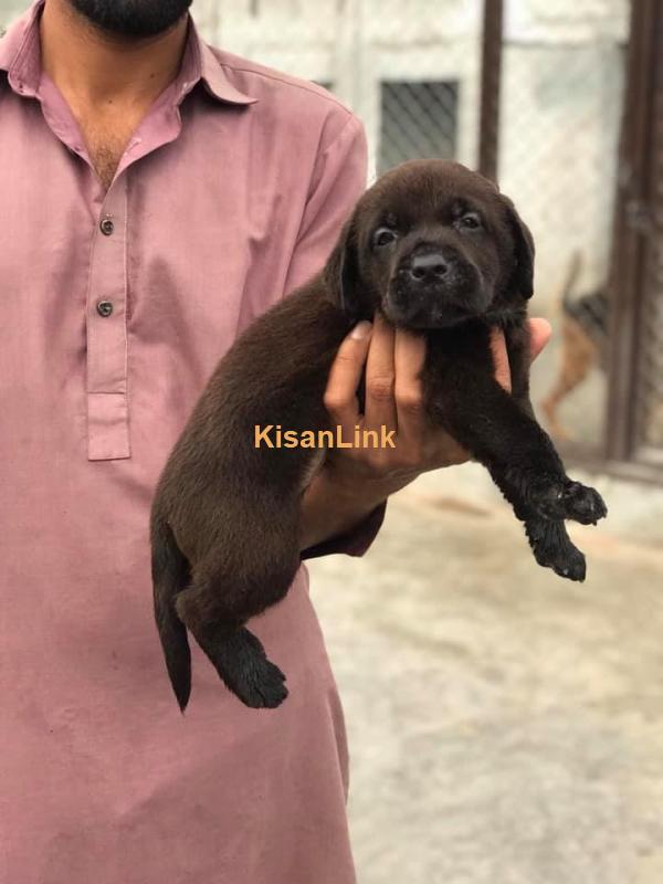 Online Pets & Puppies Store in Pakistan Kisanlink