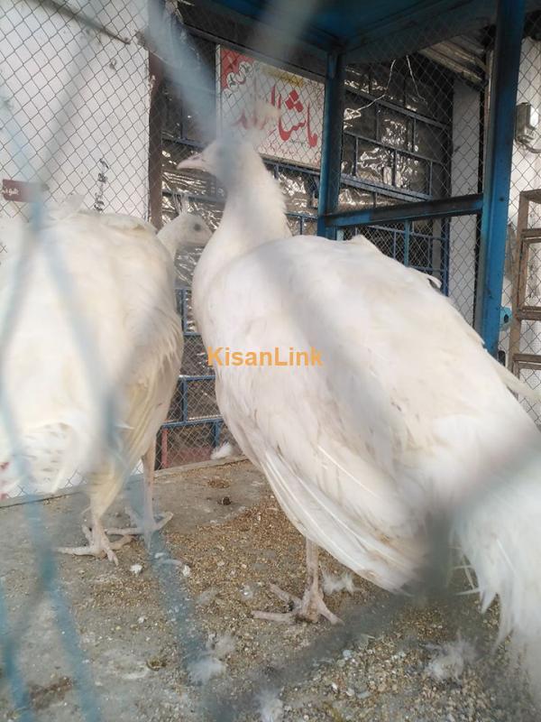 Online Birds in Pakistan Birds for sale Kisanlink