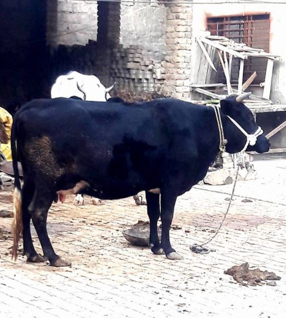 Jercy Freesian Cross cow.(pregnant)