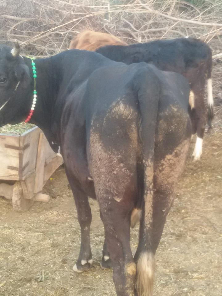 Male calf Fresh calve For sale First timer