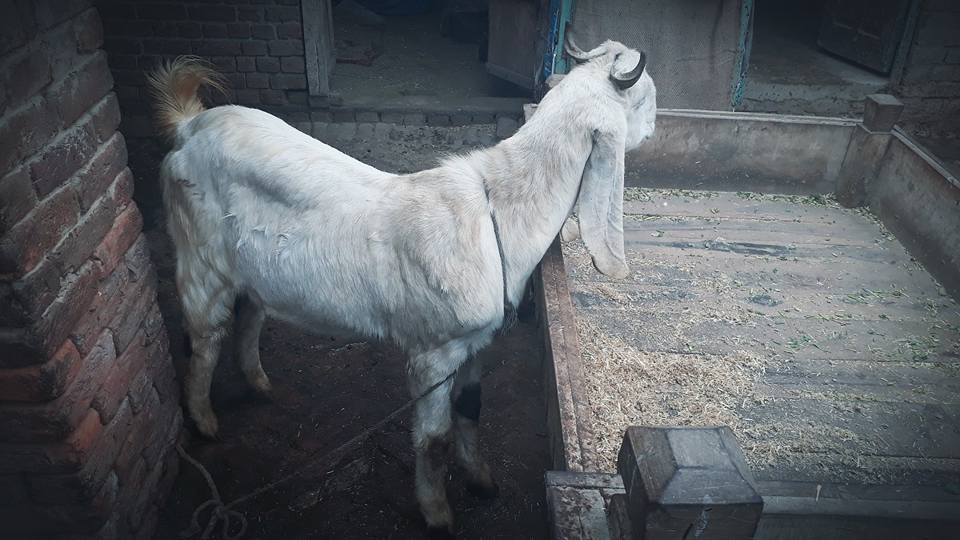 Bakra for sale