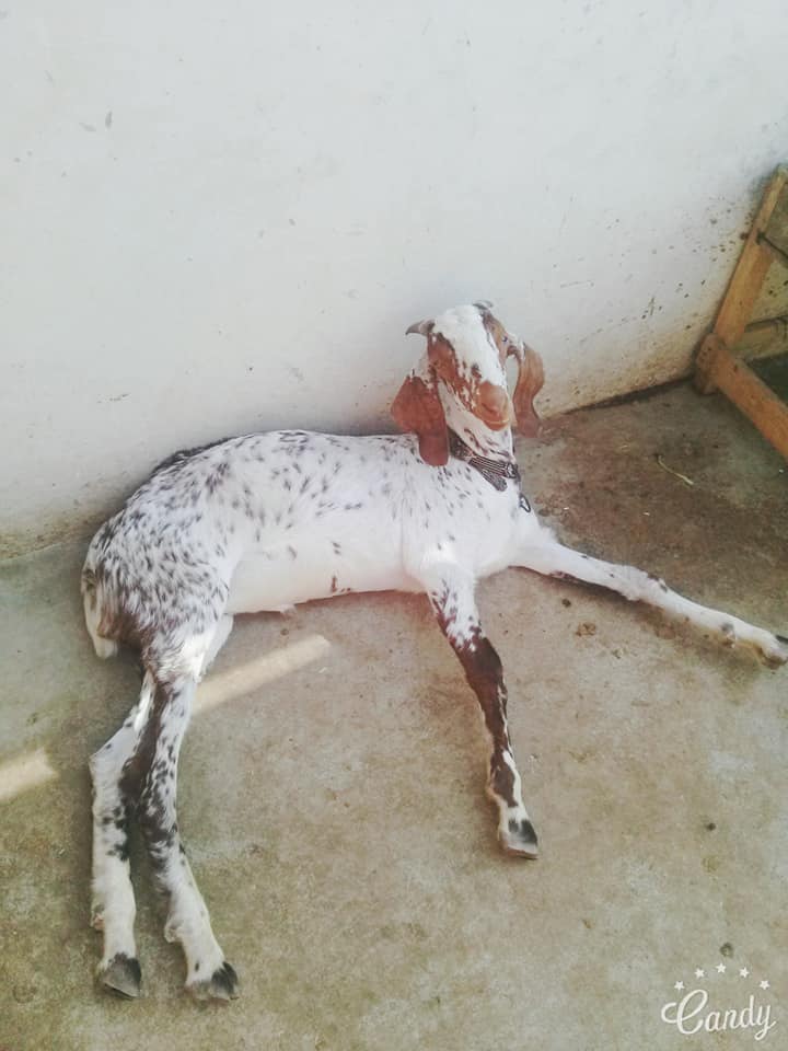 2 khasi bakray age 7/8 month for sale