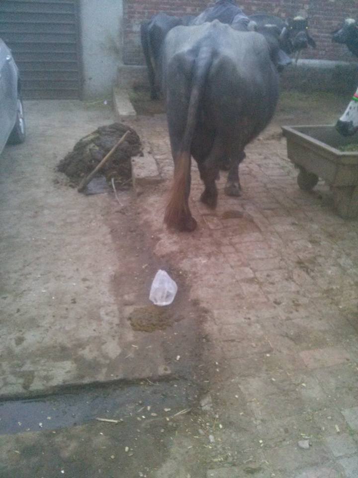 Buffalo For sale..location sheikhupura