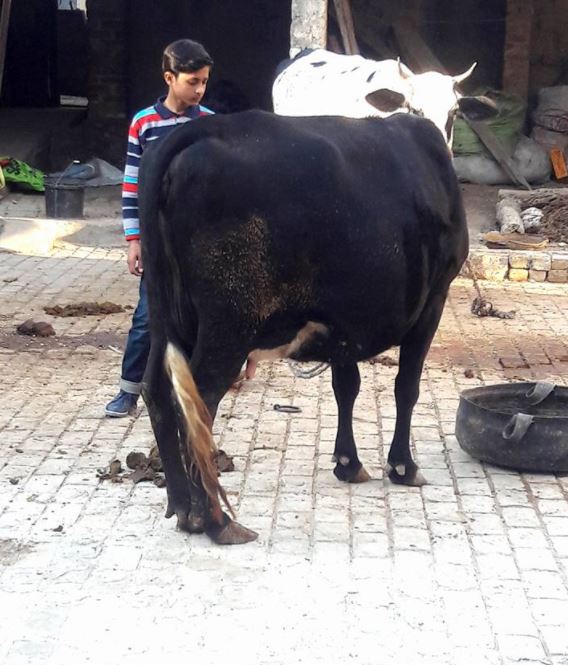 Jercy Freesian Cross cow.(pregnant)