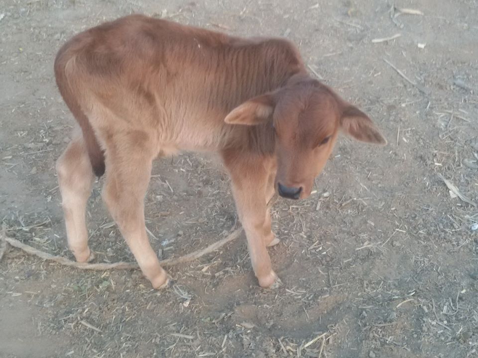 Male calf Fresh calve For sale First timer