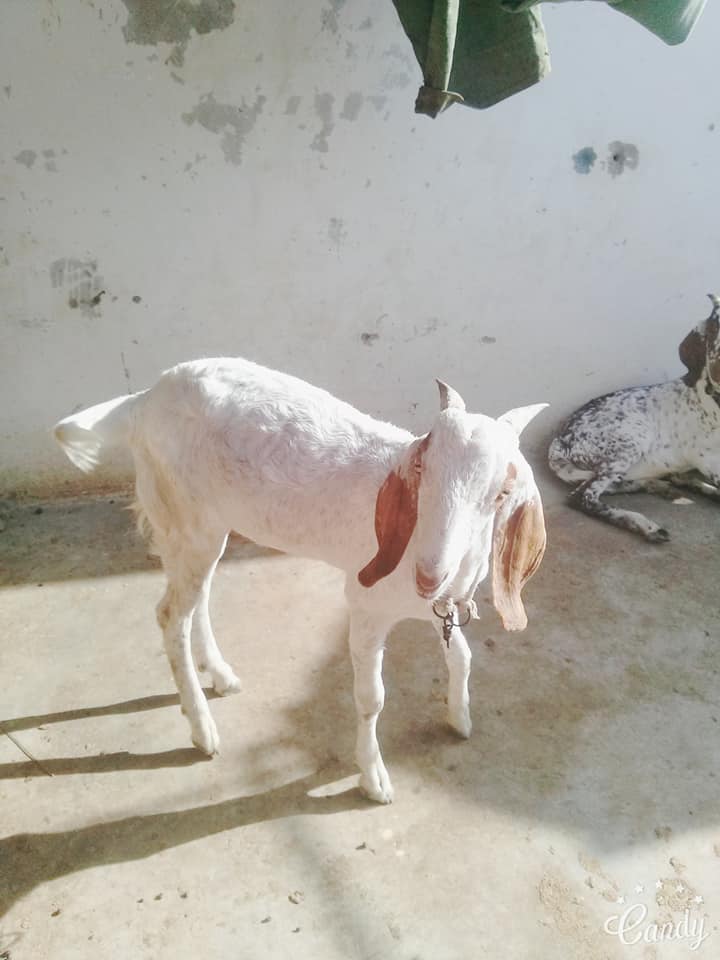 2 khasi bakray age 7/8 month for sale