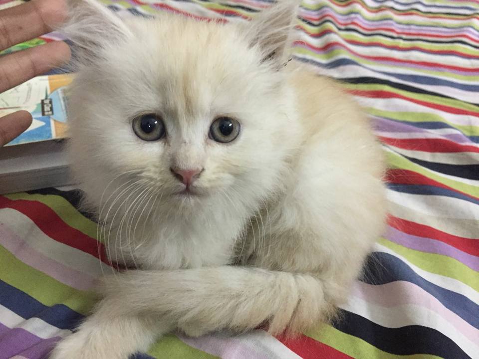 Pure persian kittens available for sale