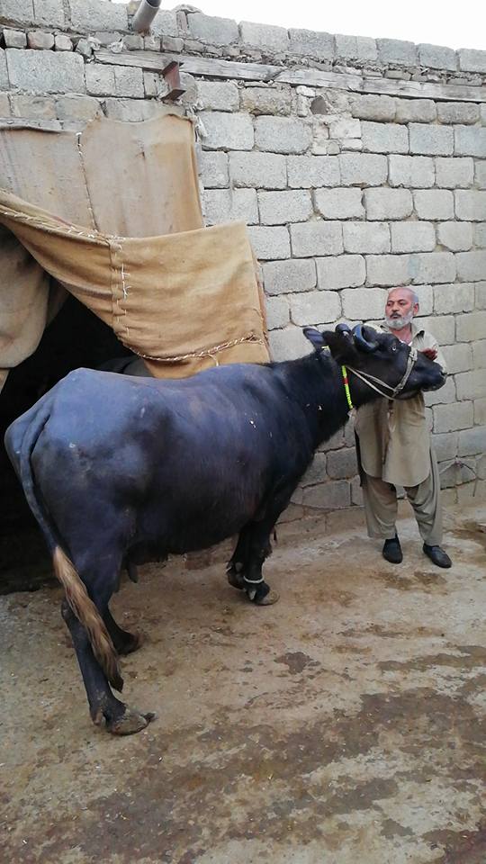 Buffalo for sale. 2 month ki sui ha