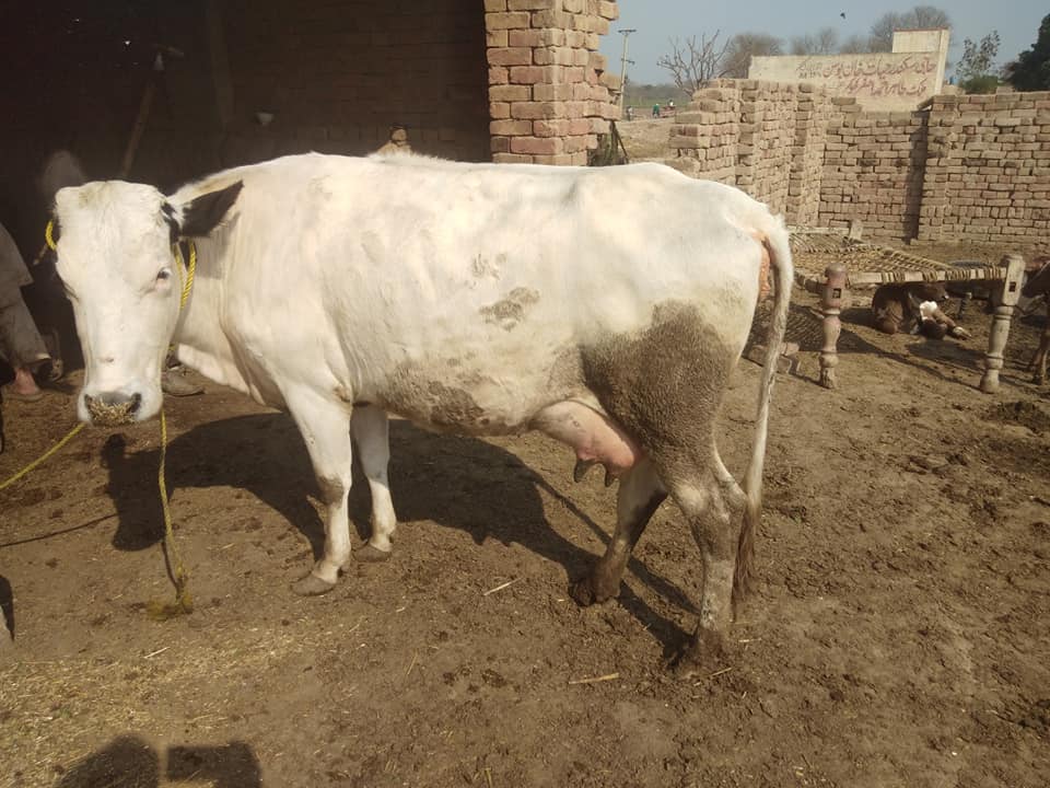 Cow For Sale