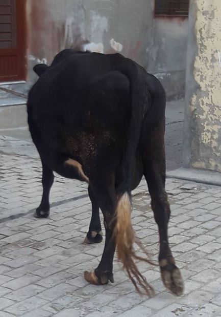 Jercy Freesian Cross cow.(pregnant)