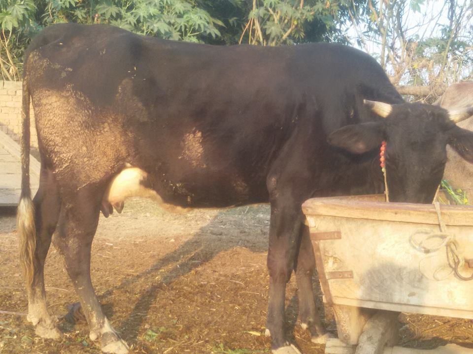 Male calf Fresh calve For sale First timer