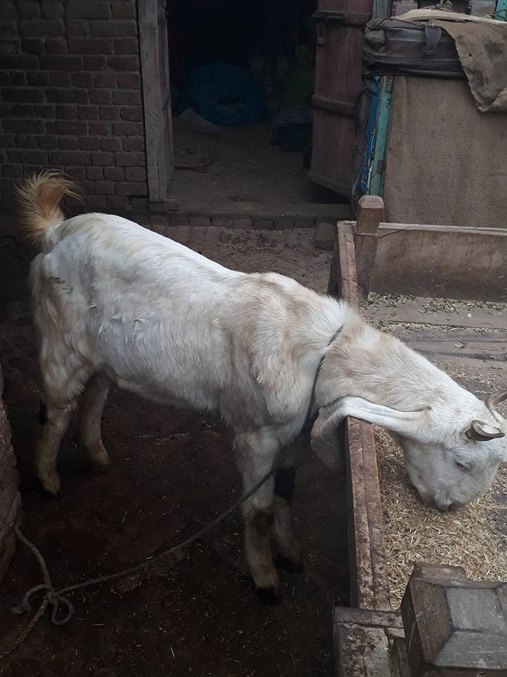 Bakra for sale