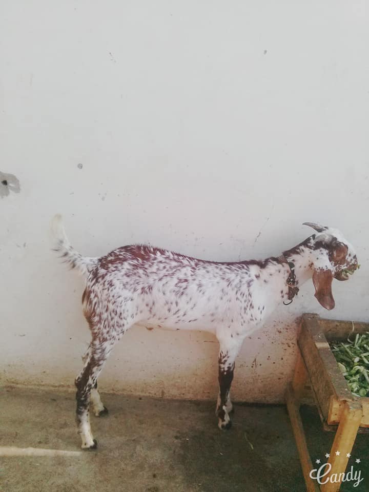 2 khasi bakray age 7/8 month for sale