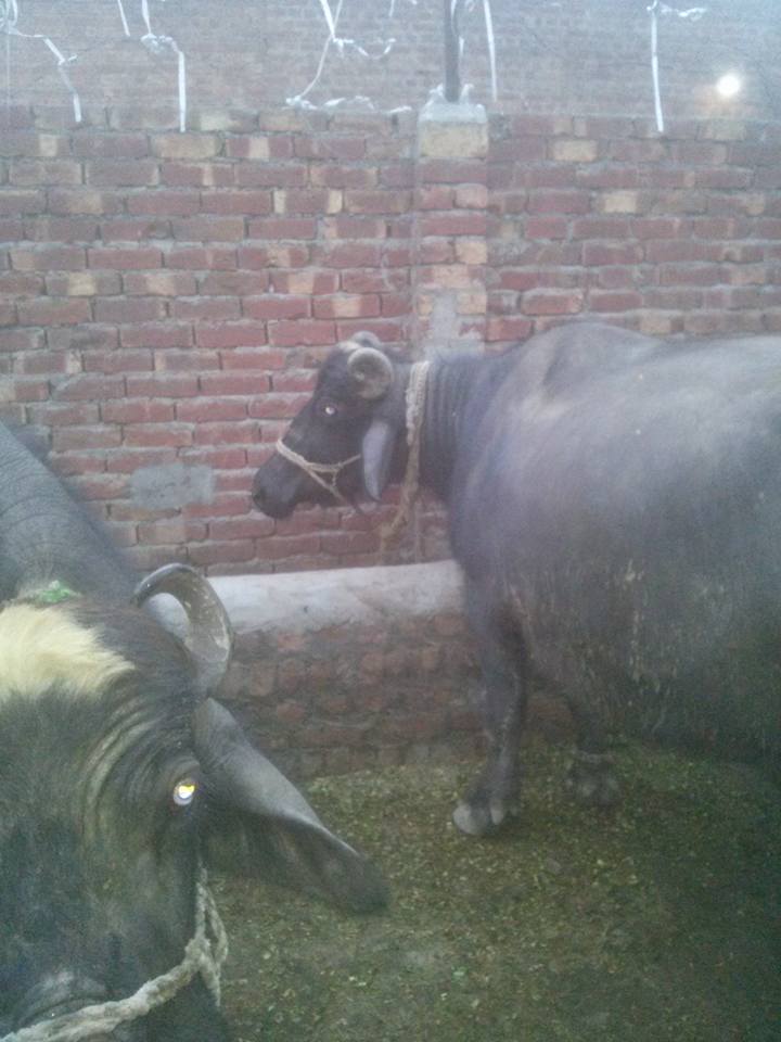 Buffalo For sale..location sheikhupura