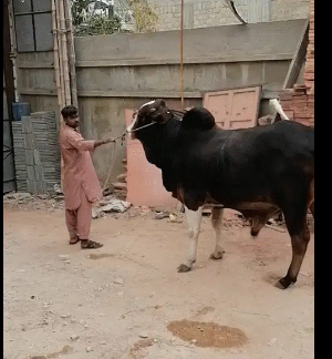 Cows For Sale