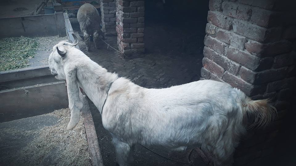 Bakra for sale