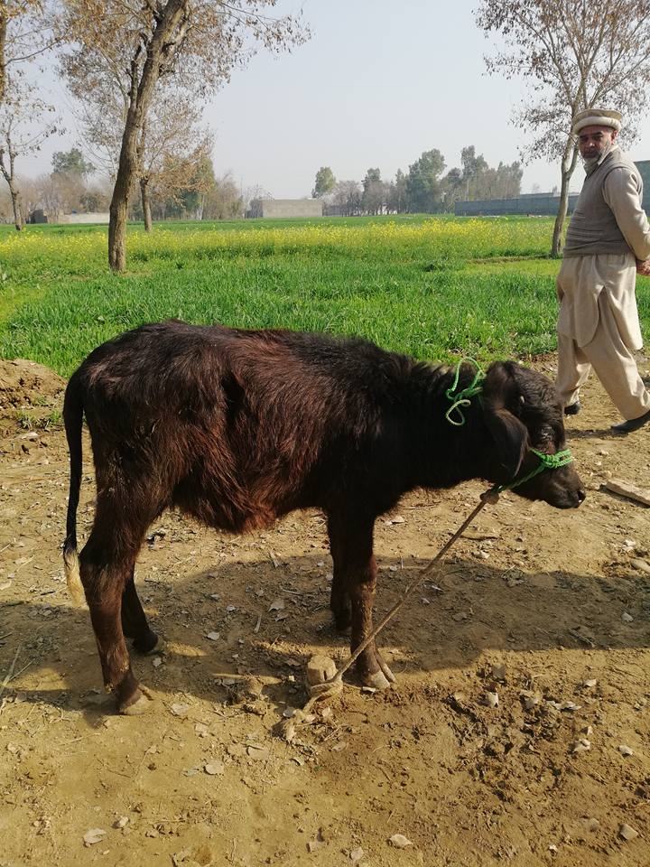 Buffalo for sale. 2 month ki sui ha