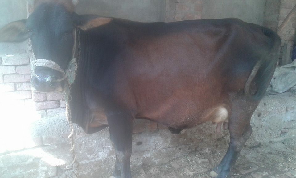 Pregnant Cow for sale