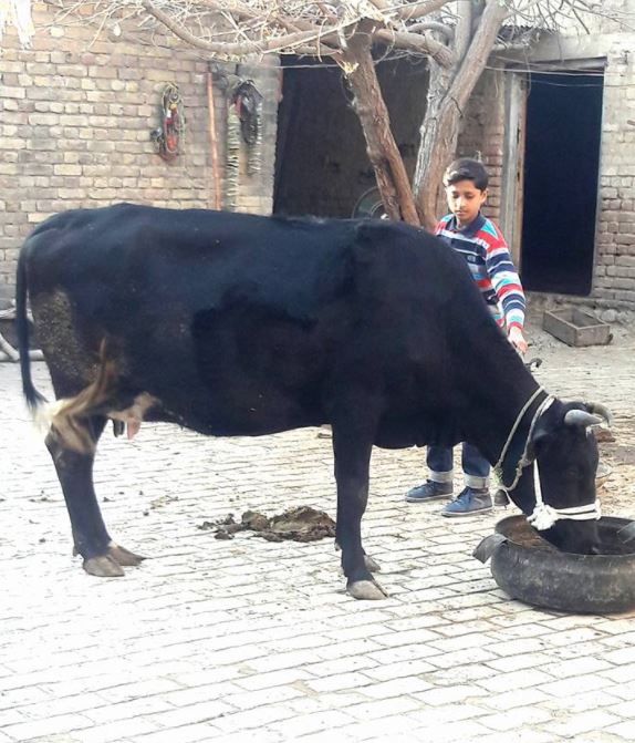 Jercy Freesian Cross cow.(pregnant)