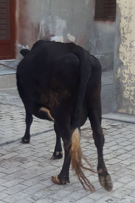 Jercy Freesian Cross cow.(pregnant)