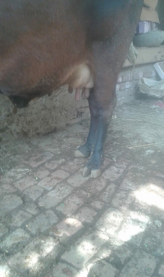 Pregnant Cow for sale