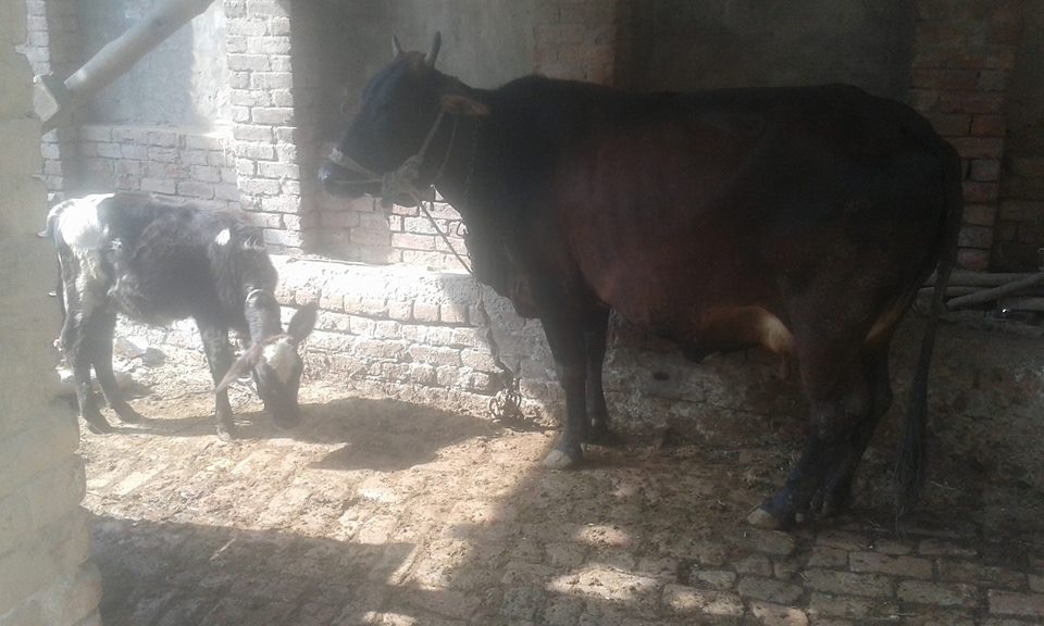 Pregnant Cow for sale