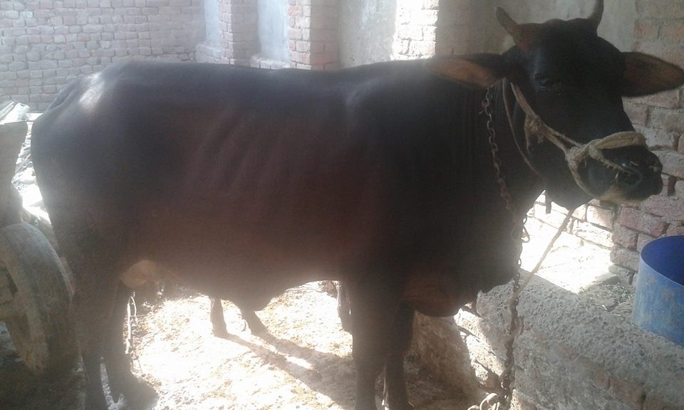 Pregnant Cow for sale