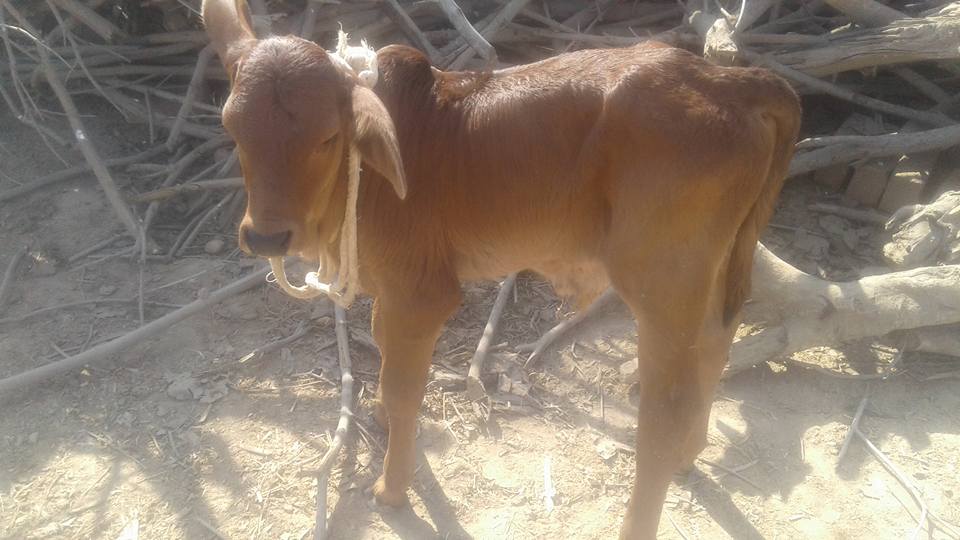 Poure sahiwal Cows for sale