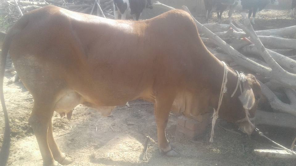 Poure sahiwal Cows for sale