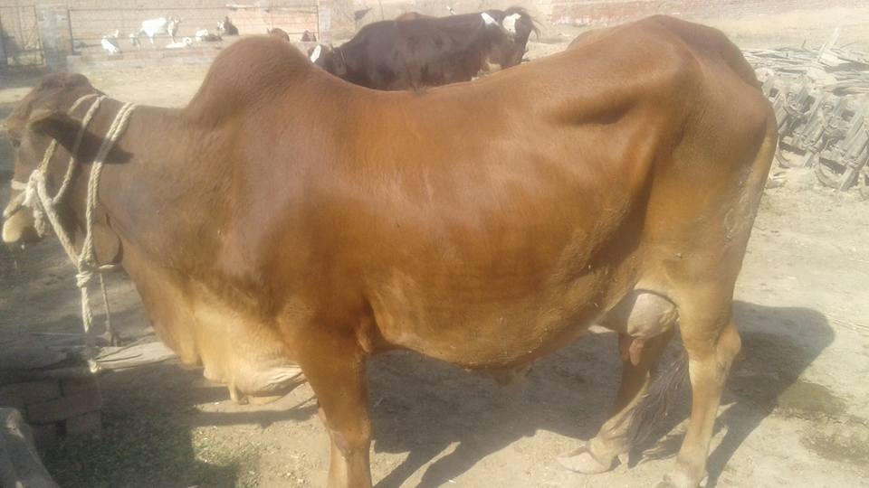 Poure sahiwal Cows for sale