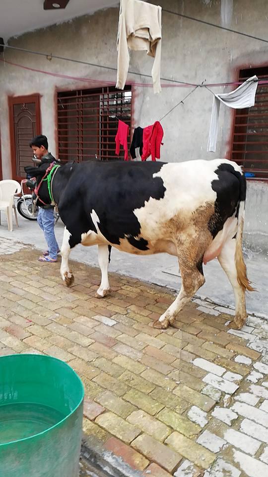 Freesian Cross Heifer Cow(