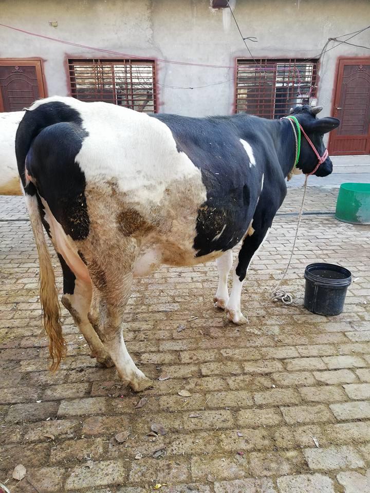 Freesian Cross Heifer Cow(