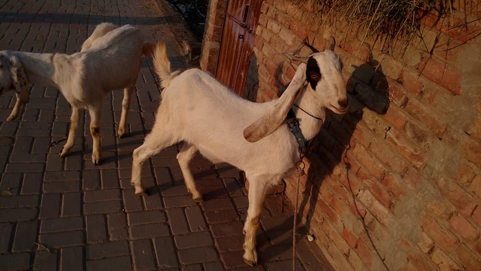 Pure nawab shah kamori bakri