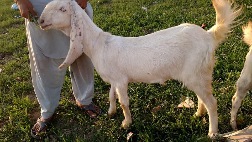 Pure nawab shah kamori bakri