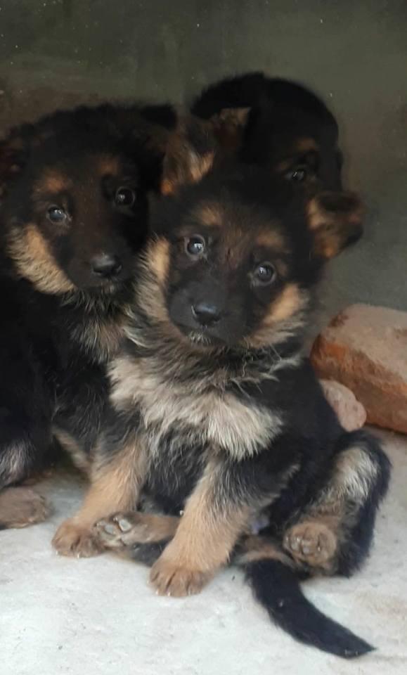 German shepherd for Sale