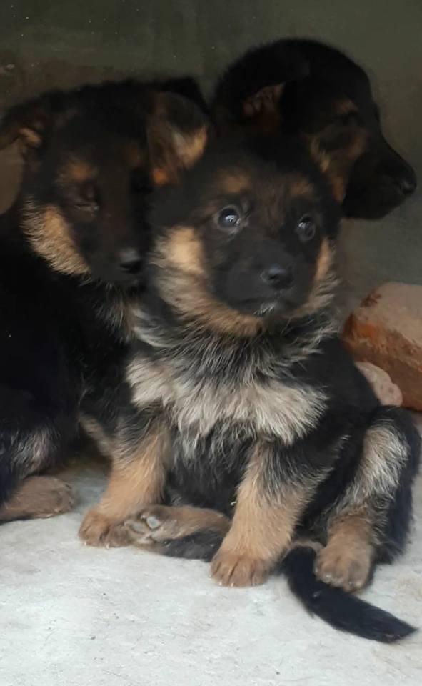 German shepherd for Sale