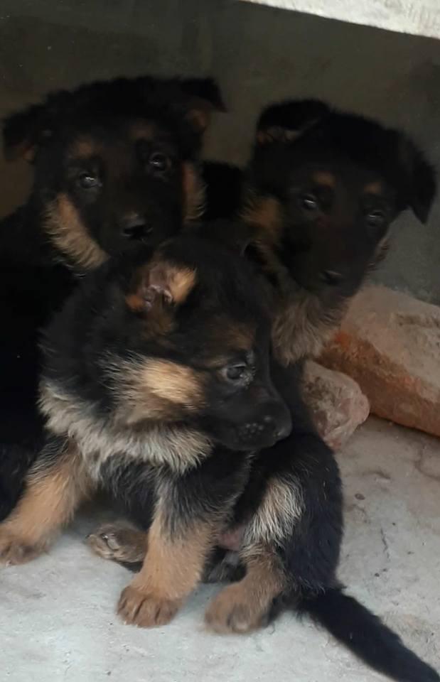 German shepherd for Sale