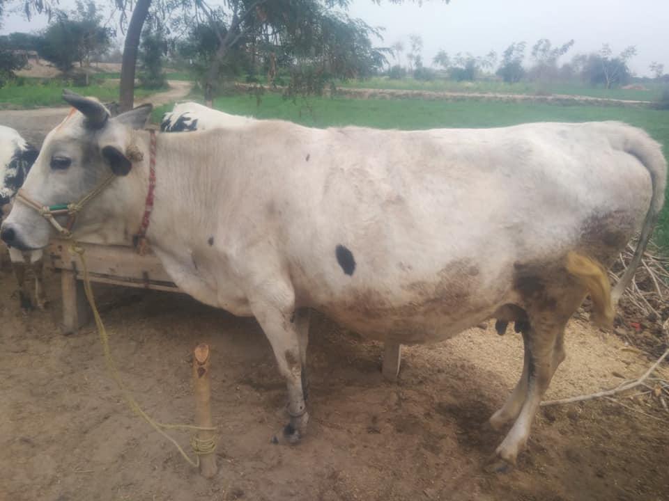 Cow For Sale