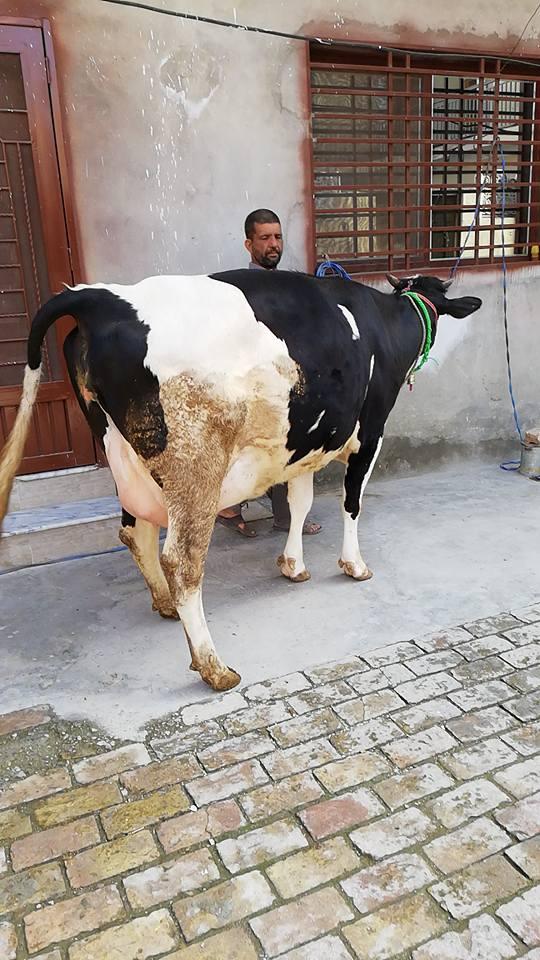 Cow For Sale