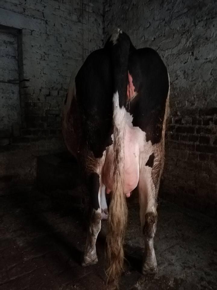 Cow For Sale