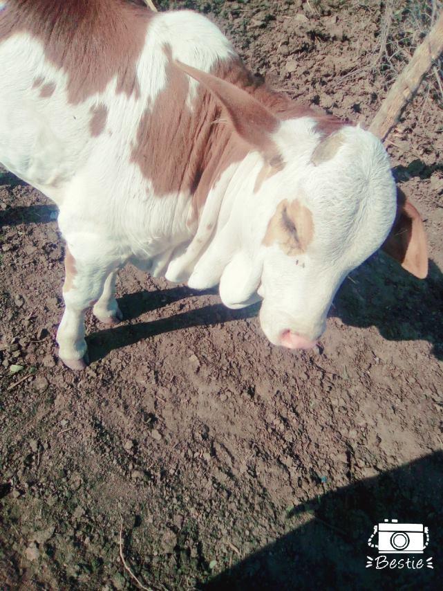 Cow For Sale