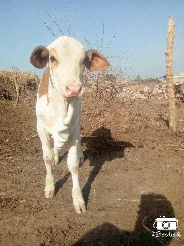 Cow For Sale