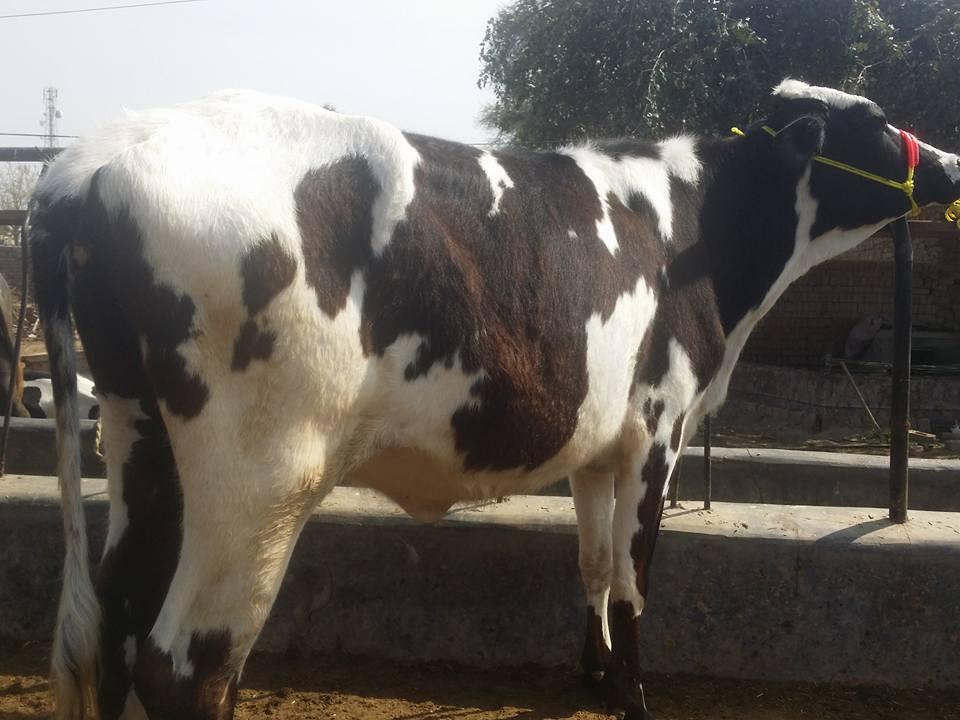 Cow For Sale