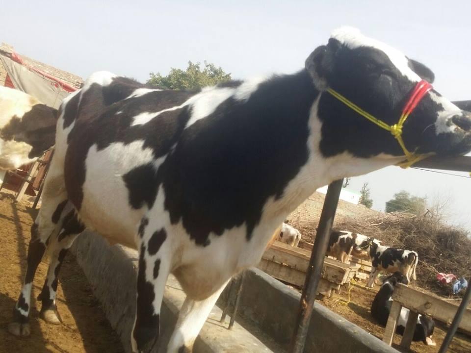 Cow For Sale