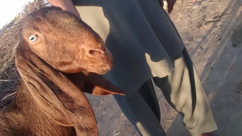 Bhawlpuri goat