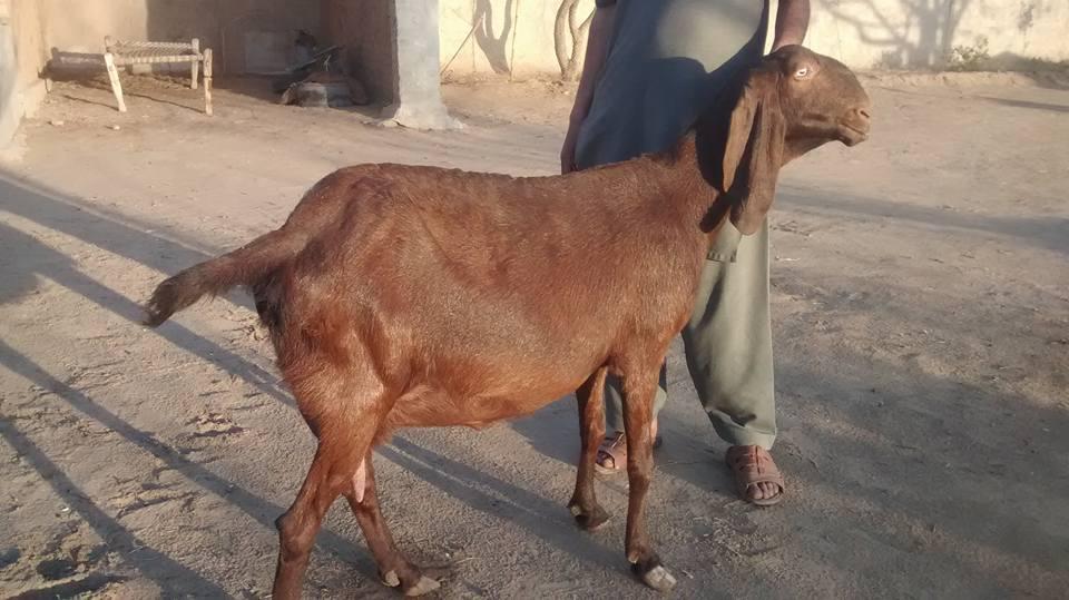 Bhawlpuri goat