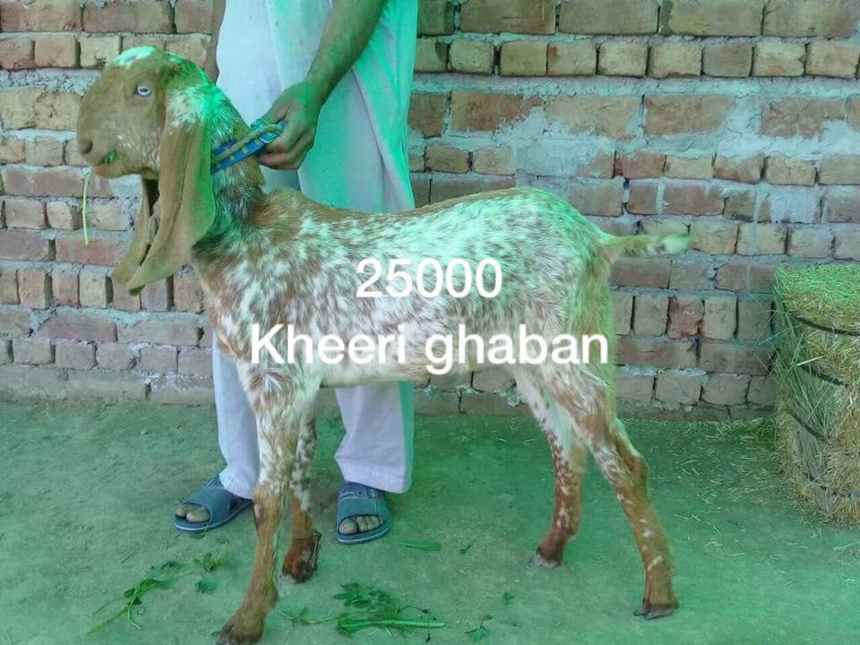 For Sale