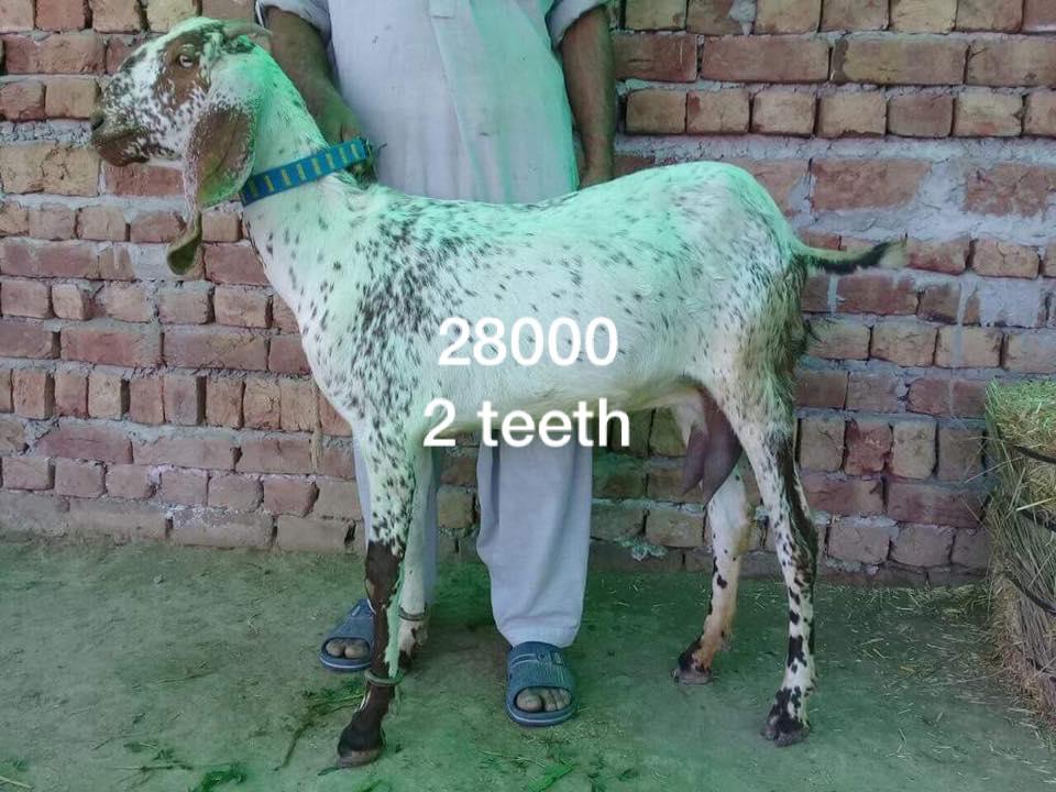 For Sale