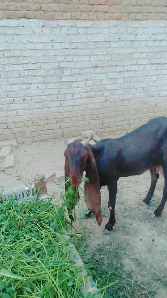 For Sale